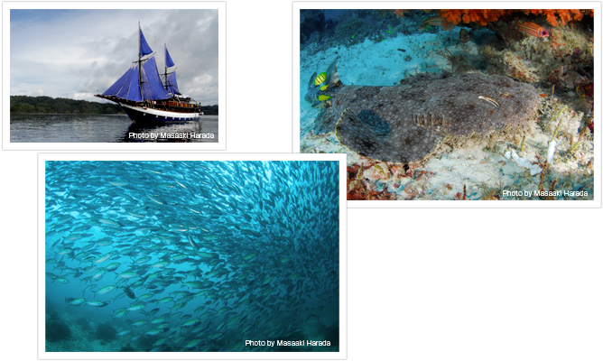 今回の取材で乗船した「シーサファリ8」号。ピニシ船と呼ばれる、インドネシアの伝統的な帆船だ(写真左上) ラジャアンパットにやたら多いタッスルドウォビゴン。体長2m以上ある巨大なサメだが、いつもベタッと海底にいて、やたらおとなしい(写真右上) 海底から湧き上がるように魚群が上へ下へと泳ぎ回る。一瞬、海が暗くなるぐらいのすごい群れ。これぞラジャアンパットだ(写真下)