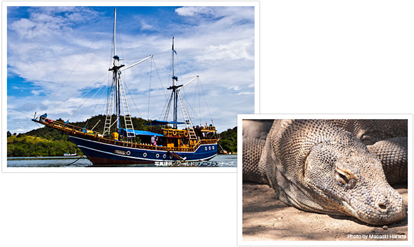 コモドといえば、世界遺産にも登録されているコモド国立公園にも訪れたい。ここには世界最大、体長3㍍を超えることもあるオオトカゲの仲間、コモドドラゴン(コモドオオトカゲ)が生息。おなかが空いているときは人間も襲う可能性があるので、常にレンジャーとともに行動するのが普通(写真右下) コモドの海を案内してくれるインドネシア伝統のピニシ船、「フェリシア」号(写真左上:写真提供/ワールドツアープランナーズ)
