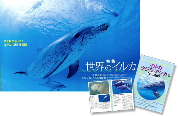 憧れのイルカと泳げる海はどこ? 世界のイルカ