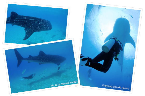 セブ島南部。オスロブの海にやってくるダイバーの憧れで世界最大の魚類、ジンベエザメ。運が良ければ1ダイバーにつき1尾のジンベエが!?