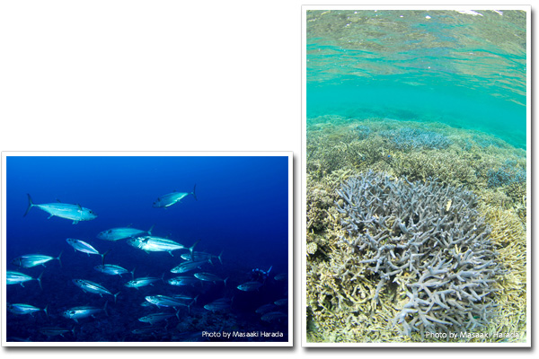 夏だ! オガンだ!! 西表島だ!!!