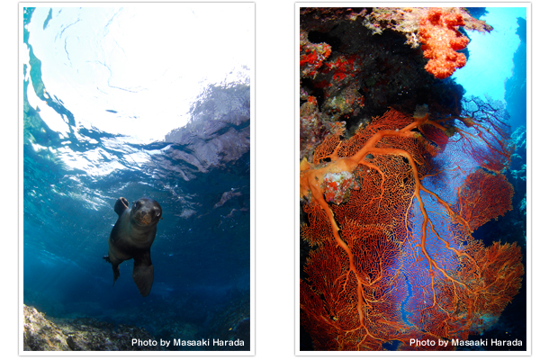 (左)ラパスにはカリフォルニアアシカの最大級コロニーがある(右)ソフトコーラルも艶やか ニューカレドニア