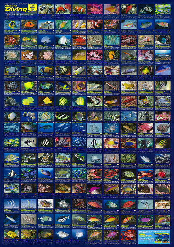 ダイバーに人気のお魚ポスター