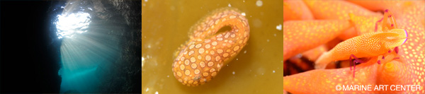 須崎・熱海・串本