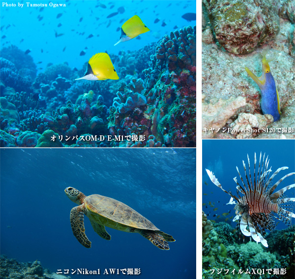 写真師・小川保が注目の最新デジタルカメラを持って沖縄に飛んだ! 各機種の特徴をグラフでご覧ください!