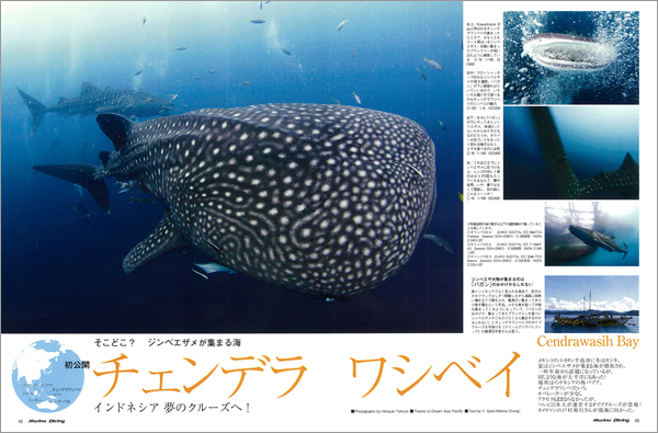 チェンデラワシベイ