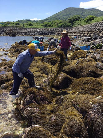 現地関係者の皆さんの努力が実り、復活を遂げた五島のヒジキ(写真/(株)渋谷潜水工業)