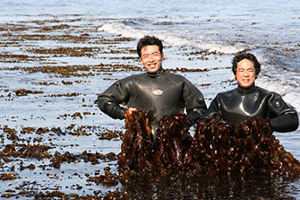 地道な藻場再生活動で、磯焼けの海に海藻が戻った！（写真：渋谷潜水工業）