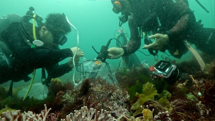 海藻の光合成を測定する調査風景。袋で覆った海藻がどのくらい光合成をするかを測定。同じ場所に留まり、10分間センサーで袋の中の海水を混ぜながら放置する Photo by Tara Ocean Japan