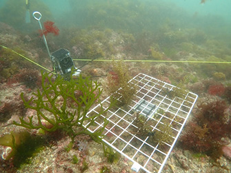 どんな魚がどれくらい海藻を食べに来るのかを測定。金属網に海藻を付け、近くにはタイムラプスカメラを設置する Photo by Tara Ocean Japan