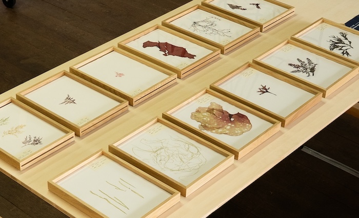 香川県三豊市粟島の粟島芸術家村で展示中の作品。アーティスト柴田 早穂さんによる「海の記録:海藻押し葉 」 Photo by Tara Ocean Japan