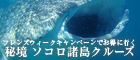 ソコロ諸島＆ラパス、モルディブ　最新クルーズのススメ