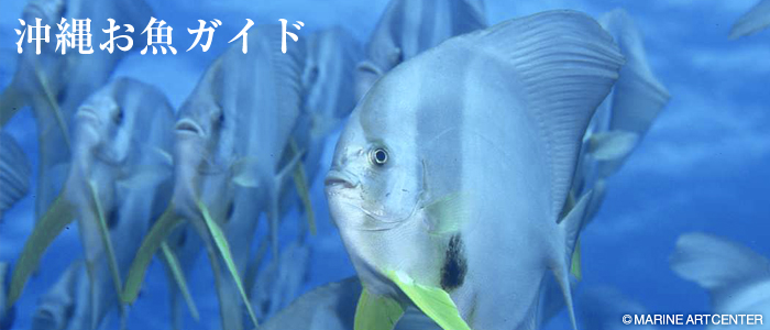 沖縄お魚ガイド