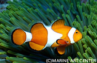 カクレクマノミ