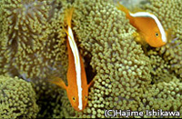 セジロクマノミ