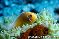 ハナビラクマノミ