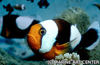 トウアカクマノミ