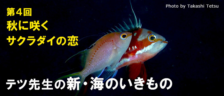 新・海のいきもの