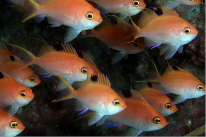 サクラダイのメス 学名:Sacura margaritacea 撮影地:三保真崎 水深20m 体長12cm