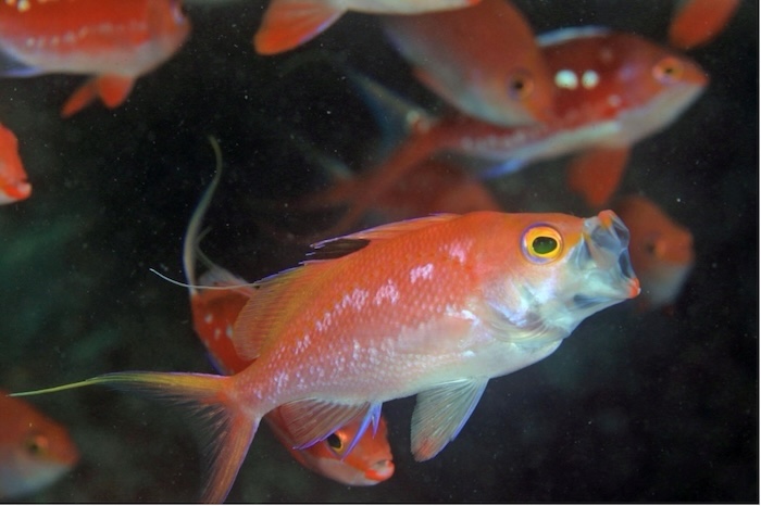 性転換中のサクラダイ(通称:オナベ) 撮影地:三保真崎 水深18m 体長12cm