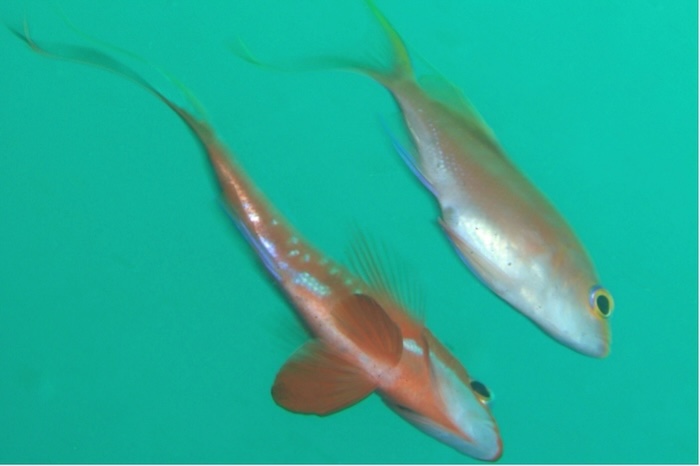 ペアリングしたサクラダイの雌雄 撮影地:三保真崎 水深20m 体長15cm、12cm