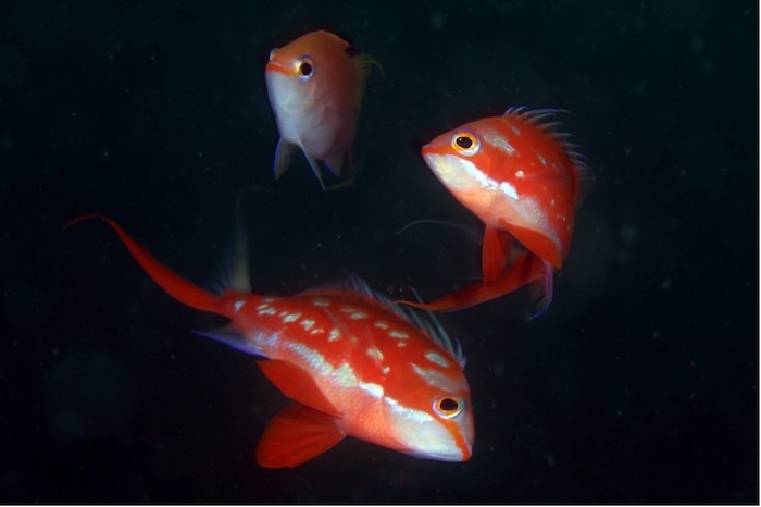 他のペアの邪魔をするオス 撮影地:三保真崎 水深20m 体長15cm、12cm