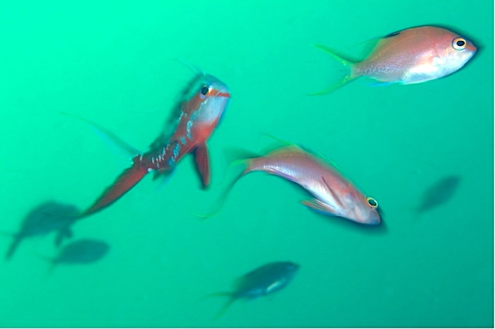 どのメスにするか迷っているオスのサクラダイ 撮影地:三保真崎 水深20m 体長15cm、12㎝