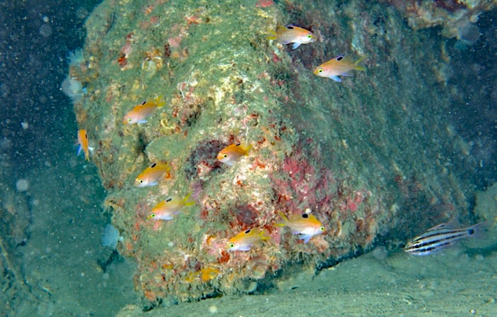 サクラダイの幼魚 撮影地:三保真崎 体長2㎝ 水深23m