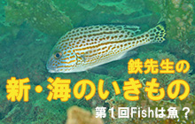 新連載/新・海のいきもの〜Fishは魚?