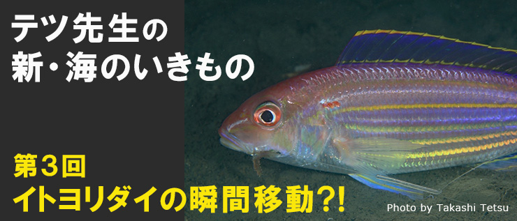 連載/新・海のいきもの第3回