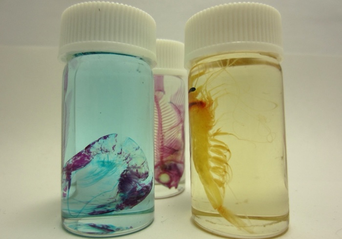 左と右にあるのは、東海大学海洋学部の学生が作成したサクラエビの標本