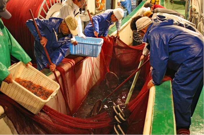 サクラエビの揚収(ようしゅう)。左の籠の中で黒く見えるのがハダカイワシ 撮影地:清水区由比 撮影協力:朝日丸