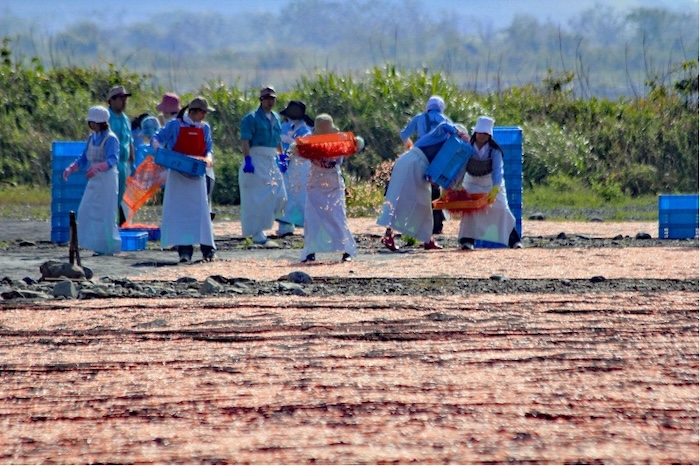 籠でヒゲ(触覚)を取り除いて網の上に均等に広げる作業 撮影地:富士川河川敷
