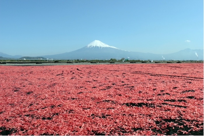 サクラエビが干し上がるまで広げられるピンクのじゅうたん 撮影地:富士川河川敷