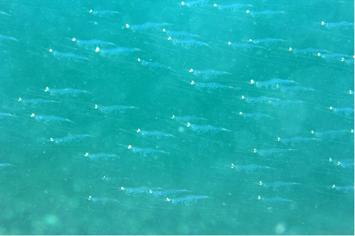 浅瀬で撮影したサクラエビ 撮影地:三保真崎 体長3㎝ 水深3m