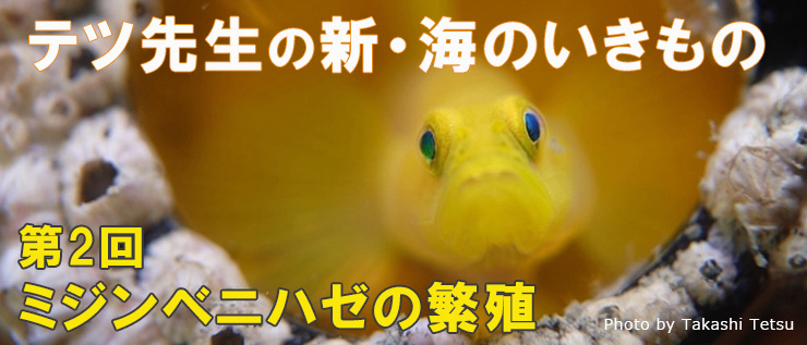 テツ先生の新・海のいきもの
