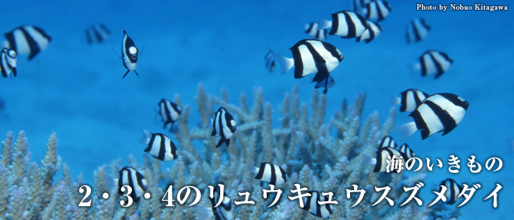 第20回 2・3・4のリュウキュウスズメダイ