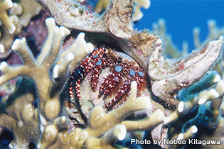サンゴ礁でよく見られるアオボシヤドカリ。