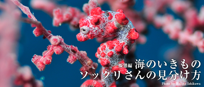 海のいきもの ソックリさんの見分け方 銀色回遊魚~大型アジ編 Sea Silver
