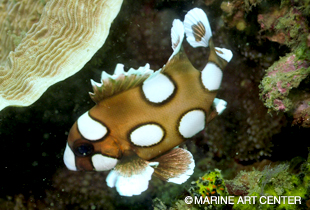 チョウチョウコショウダイの幼魚