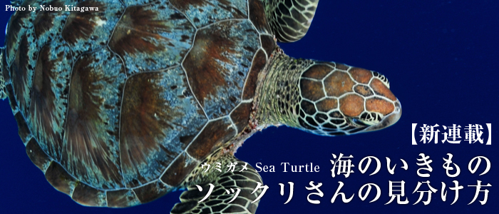 新連載 海のいきもの ソックリさんの見分け方ウミガメ Sea Turtle