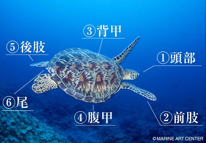 ウミガメはこんな生き物だ!