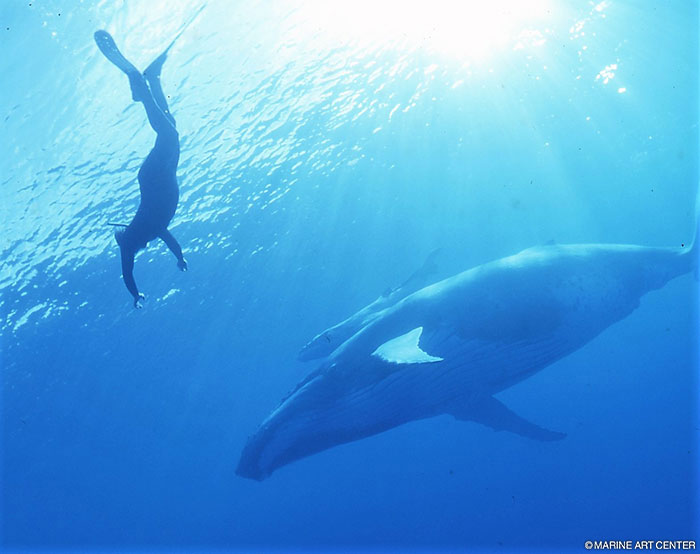 透明度抜群のタヒチの海でクジラと会えるのは、まさに至福の時間