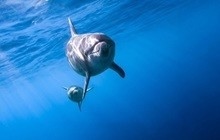 〈連載2〉野生のイルカと泳ごう!御蔵島