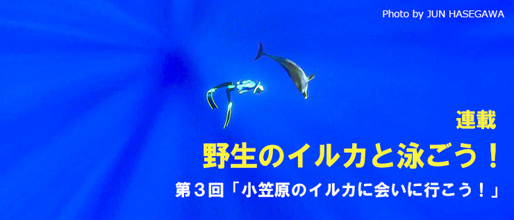 野生のイルカと泳ごう!