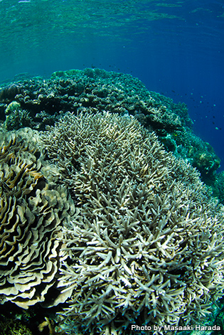 海底にサンゴ礁が連なるインドネシアの海。こんな美しいサンゴ礁を永遠に残していきたい