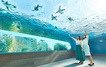 サンシャイン水族館はダイバーが見たい海の世界が集結！