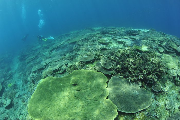 恩納村のサンゴ礁 photo by Marine Photo Library