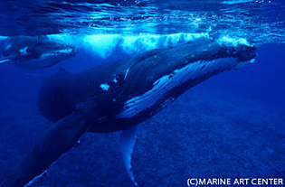 イルカとクジラの分類について