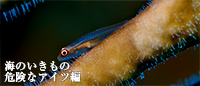 海のいきもの 危険なアイツ編